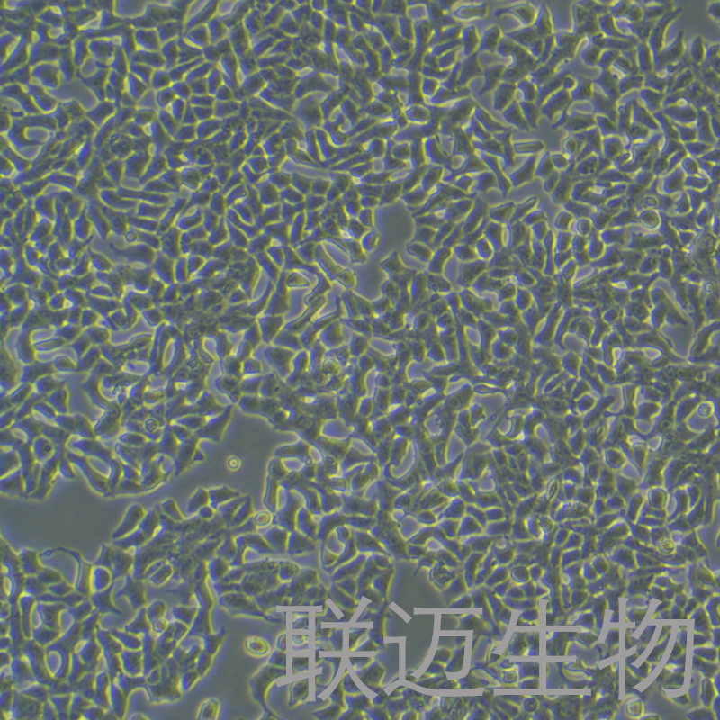 INS-1细胞（大鼠胰岛细胞瘤细胞）LM8C0846