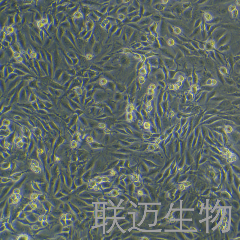 ROS1728细胞（大鼠成骨细胞）LM8C0843