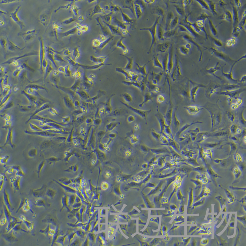 IEC-6细胞（大鼠小肠隐窝上皮细胞）LM8C0840