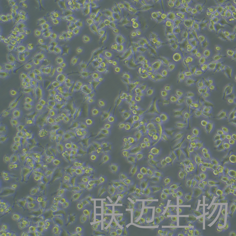 G422细胞（小鼠脑神经胶质母细胞瘤瘤株）LM8C0828