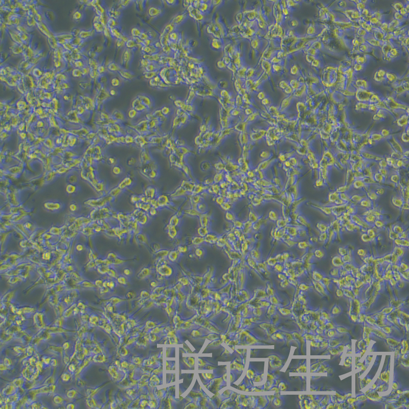 CT-26细胞（小鼠结肠癌细胞）LM8C0824