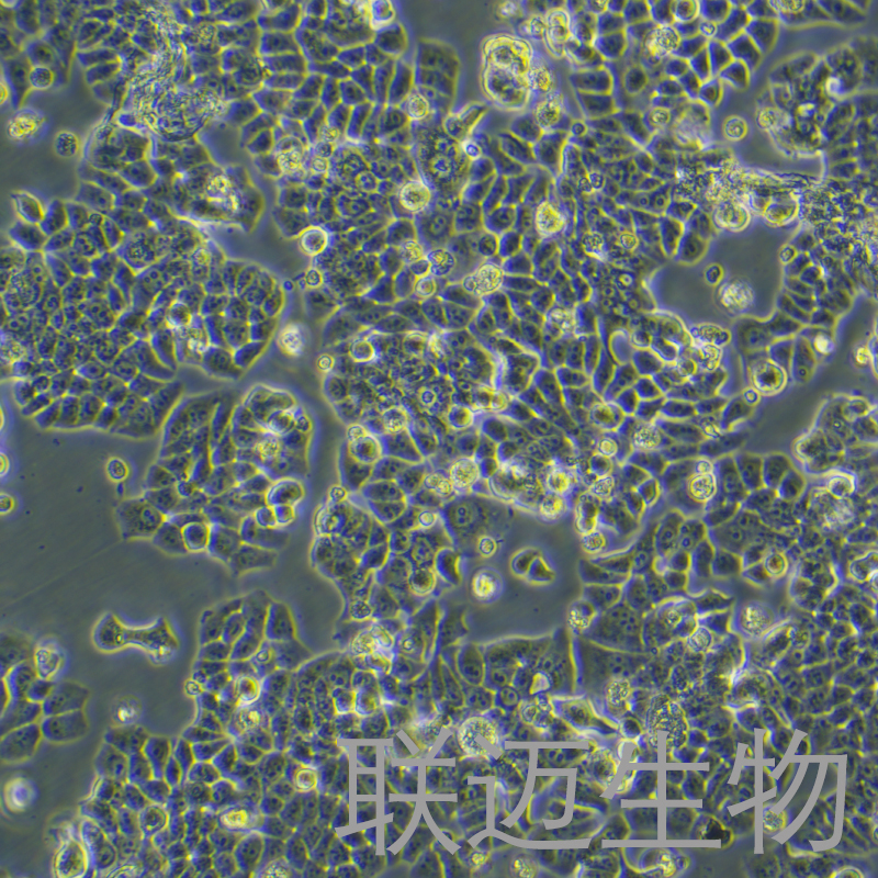 T47D细胞（乳腺导管癌细胞）LM8C0812