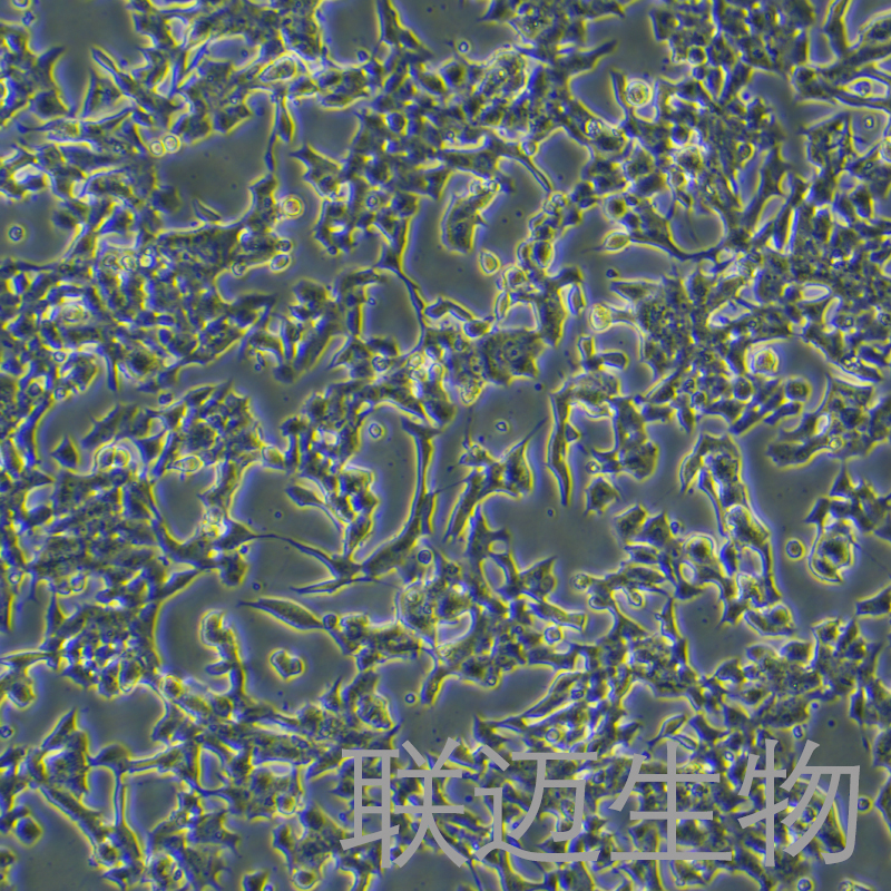 Min6细胞（小鼠胰岛β细胞株）LM8C0837