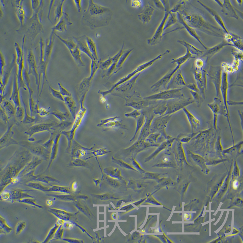 HSF细胞（皮肤成纤维细胞）LM8C0811
