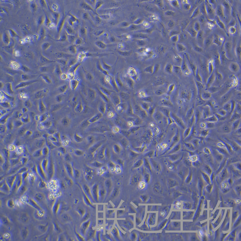 D407细胞（视网膜色素上皮细胞）LM8C0851