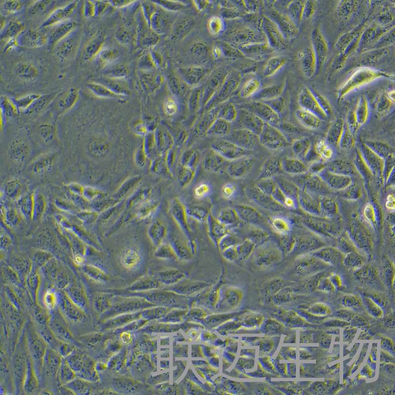 ID8细胞（小鼠卵巢癌细胞）LM8C0856