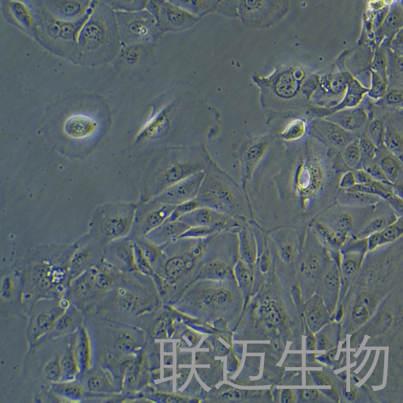 NCI-H3255细胞（肺癌细胞株）LM8C0853