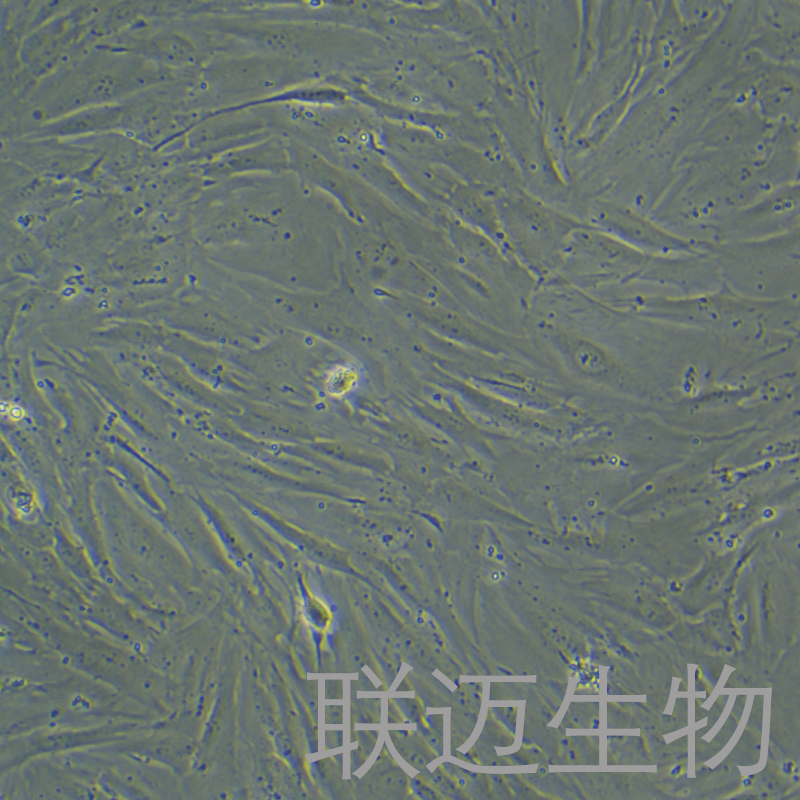 BJ细胞（皮肤成纤维细胞）LM8C0870