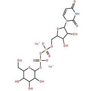 UDP-GalN-Keto，UDP-半乳糖胺-酮糖还原酶