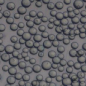 PCL微球100nm，PCL microspheres