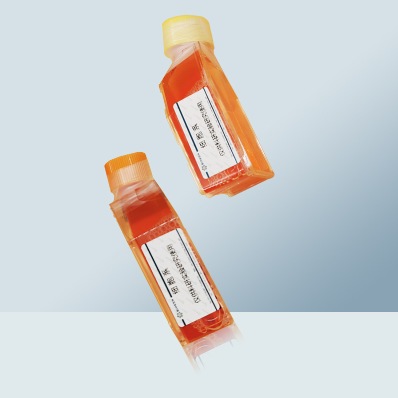 Panc 02.03细胞（人胰腺癌细胞）