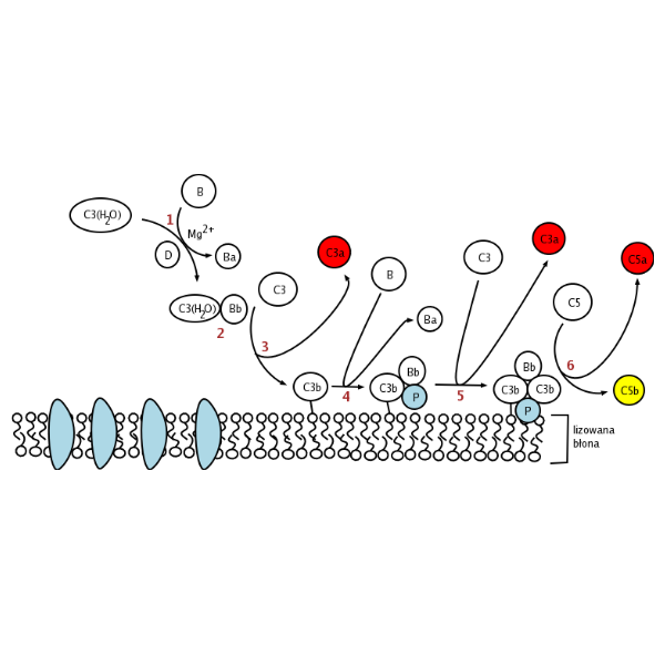 重组人CFP/Properdin蛋白