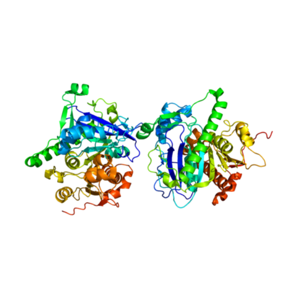 重组人PLA2G7蛋白