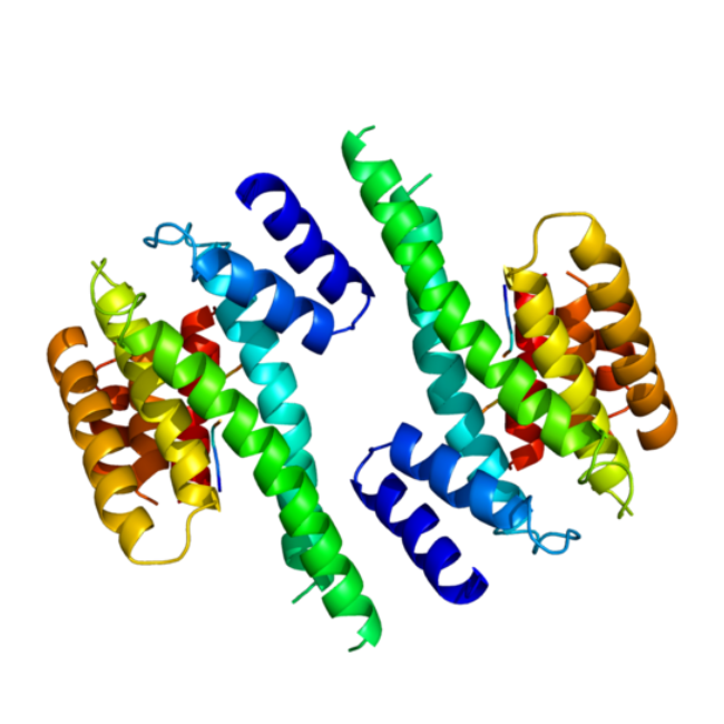 重组小鼠YWHAZ蛋白