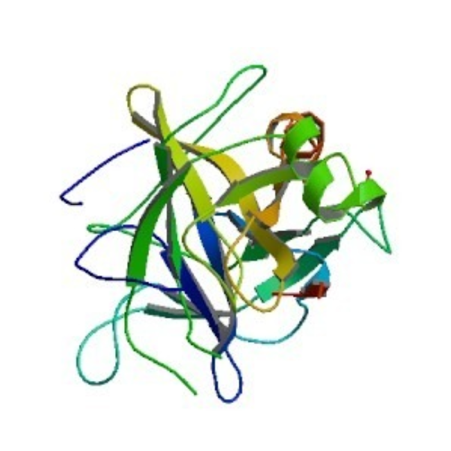 Chymotrypsin蛋白 | 糜蛋白酶