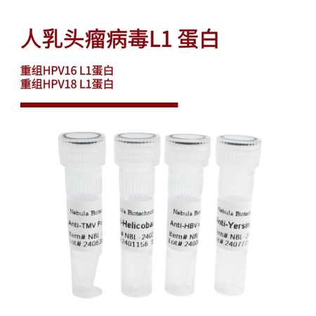 人乳头瘤病毒L1 蛋白