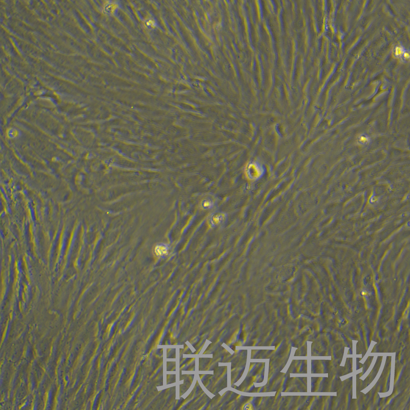 hTERT-HPNE细胞（正常胰腺导管细胞）LM8C0874