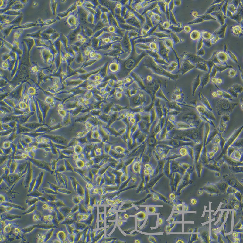 PANC02细胞（小鼠胰腺癌细胞）LM8C0879