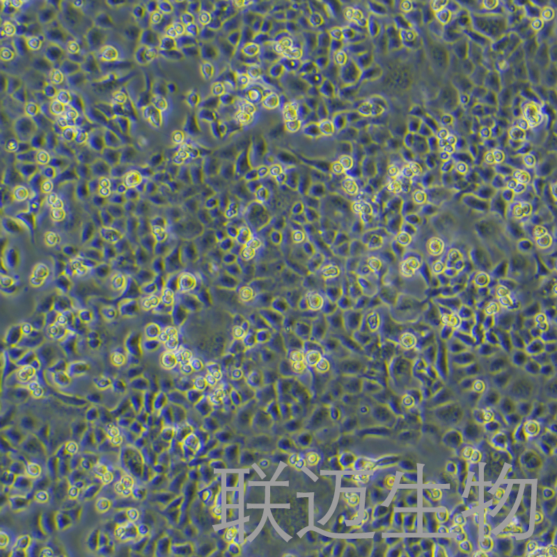 MLE-12细胞（小鼠肺泡上皮细胞）LM8C0883