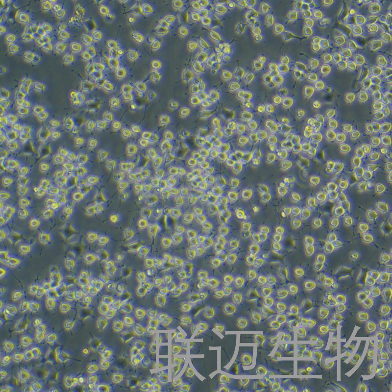 RLE-6TN细胞（大鼠肺泡Ⅱ型细胞）LM8C0868