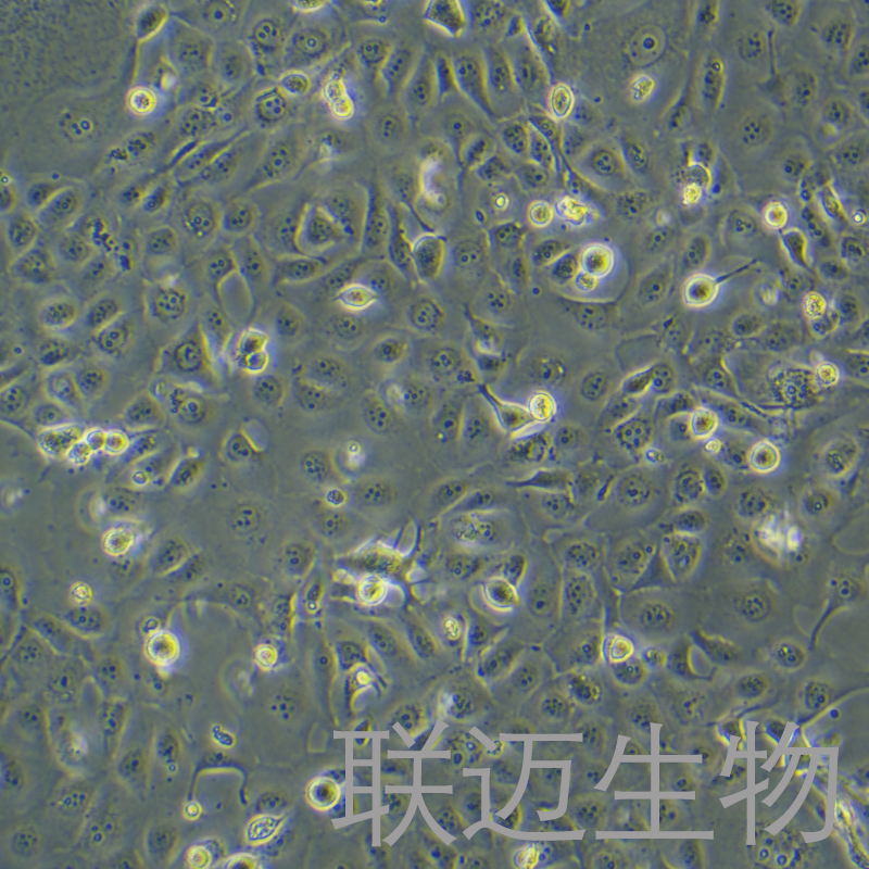 HCE-T细胞（角膜上皮细胞）LM8C0865