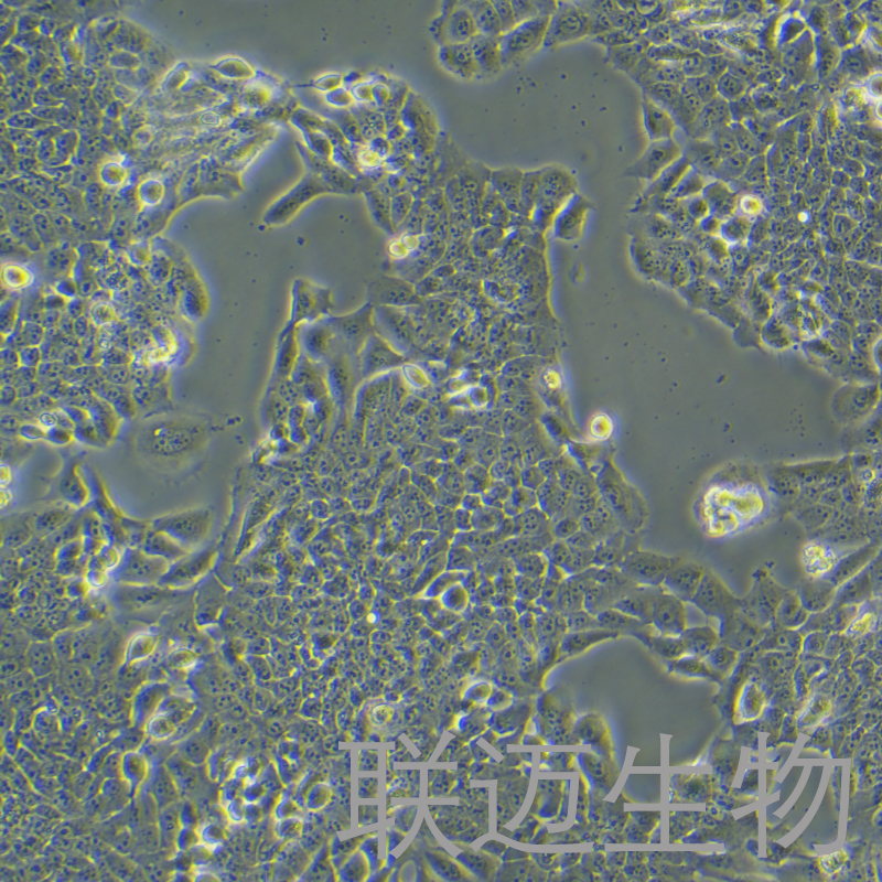 TU212细胞（喉癌细胞）LM8C0859