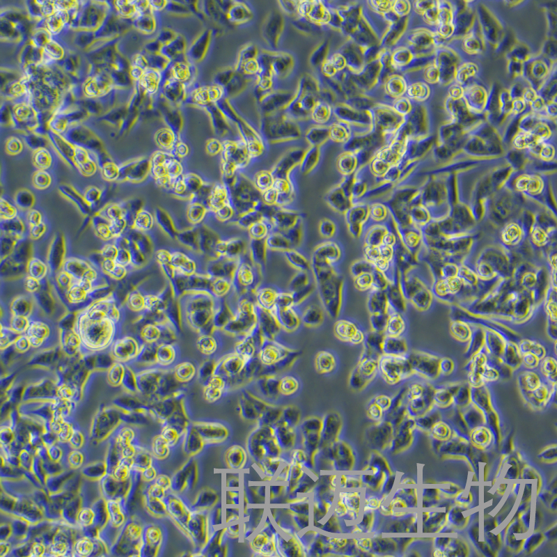 MCA-205细胞（小鼠纤维肉瘤细胞）LM8C0884