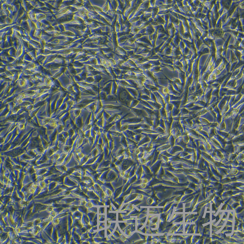 WM115细胞（黑色素瘤细胞）LM8C0895