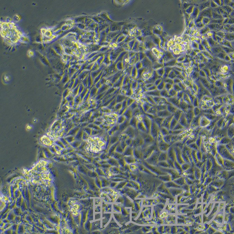 CMT93细胞（小鼠结肠癌细胞）LM8C0896