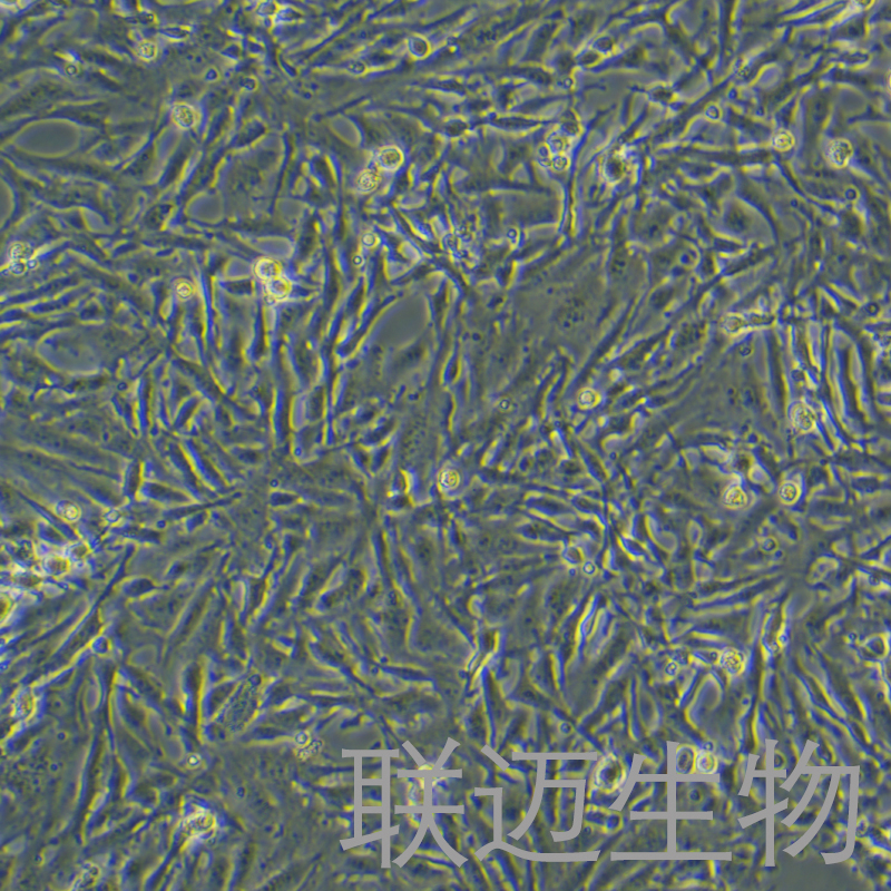 U251-LUC细胞（神经胶质细胞瘤细胞带荧光素酶）LM8C1081-L