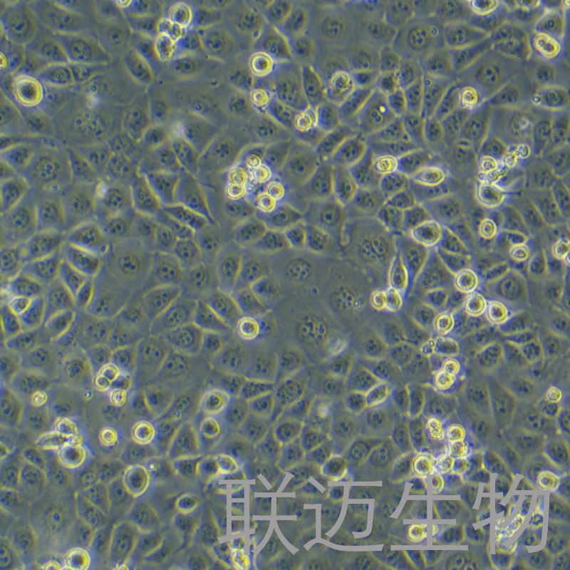 NHEK细胞（正常表皮角质形成细胞）LM8C0880