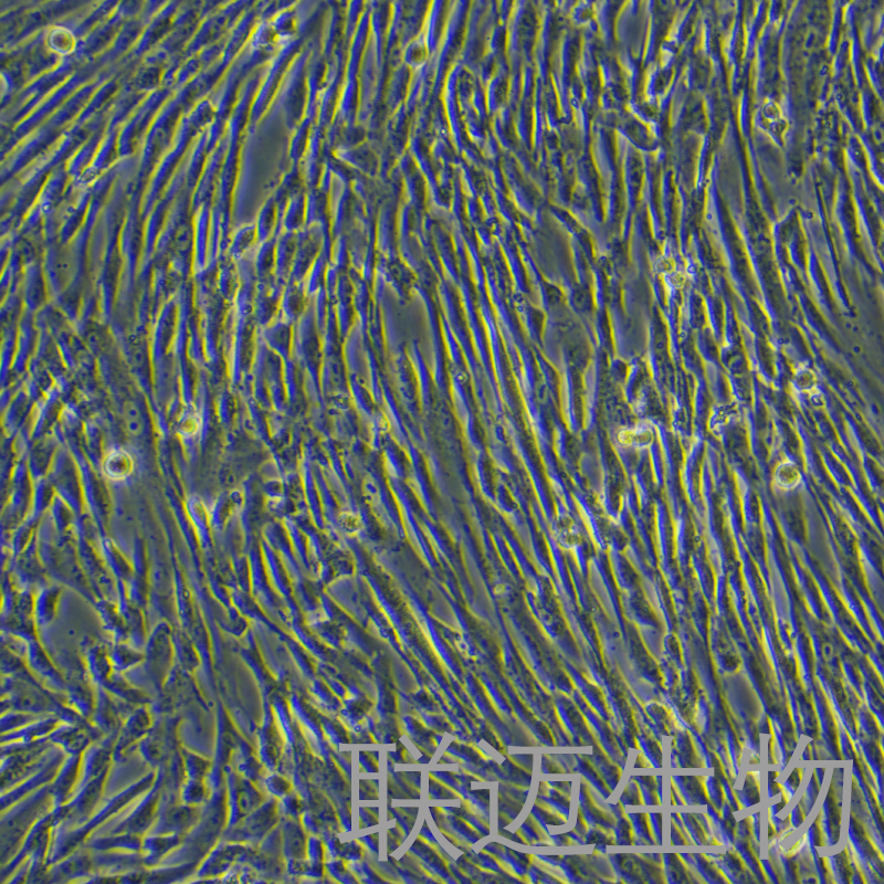 HMSC-bM细胞（骨髓间充质干细胞）LM8C0876