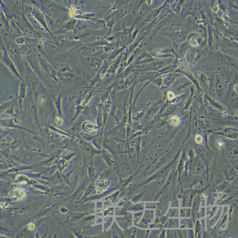 HGF细胞（食管腺癌细胞）LM8C0873