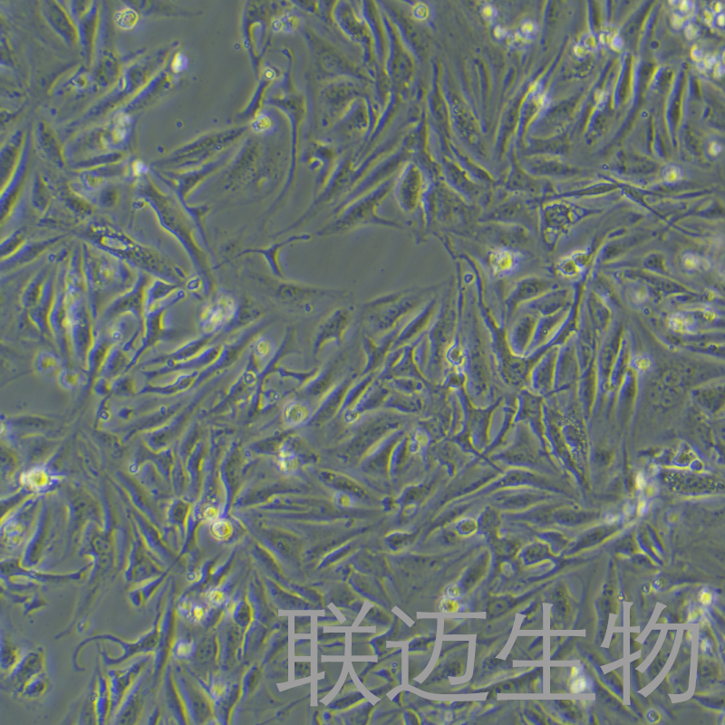C166细胞（小鼠血管内皮细胞）LM8C0933