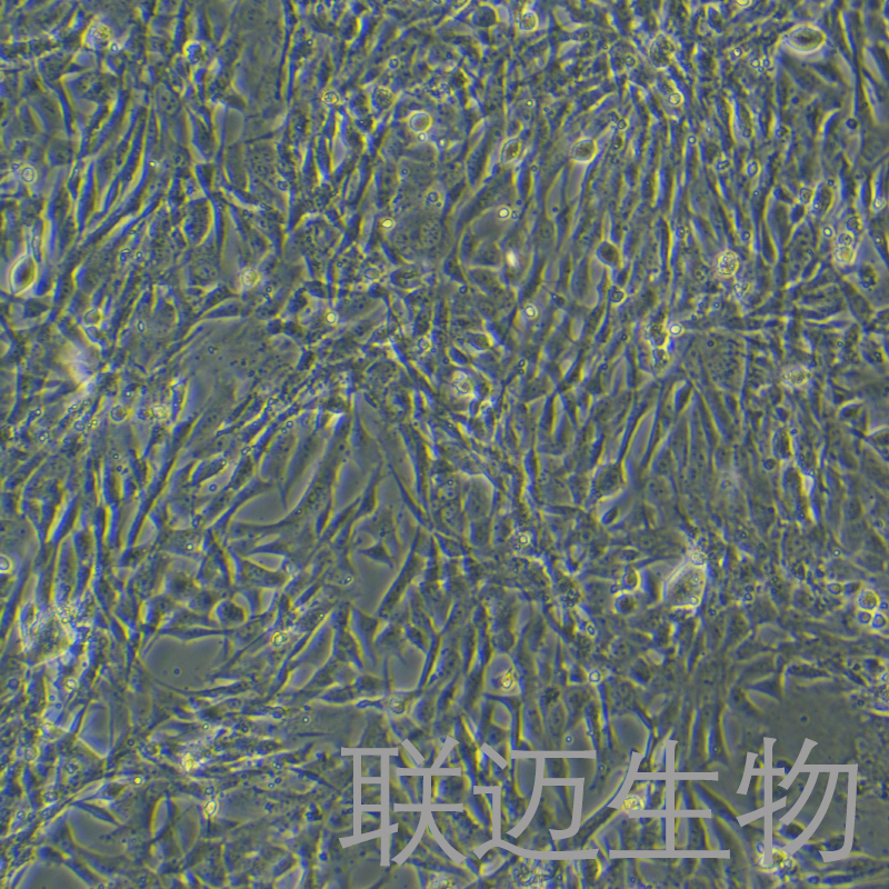 Duck embryo细胞（鸭胚成纤维细胞永生化）LM8C0927