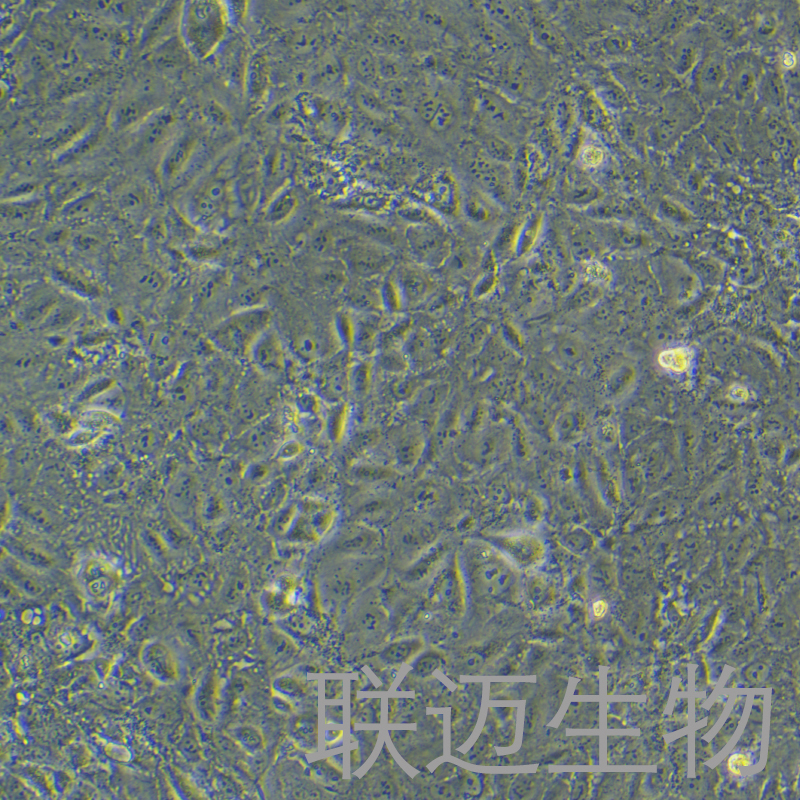 SNU182细胞（肝癌细胞）LM8C0915