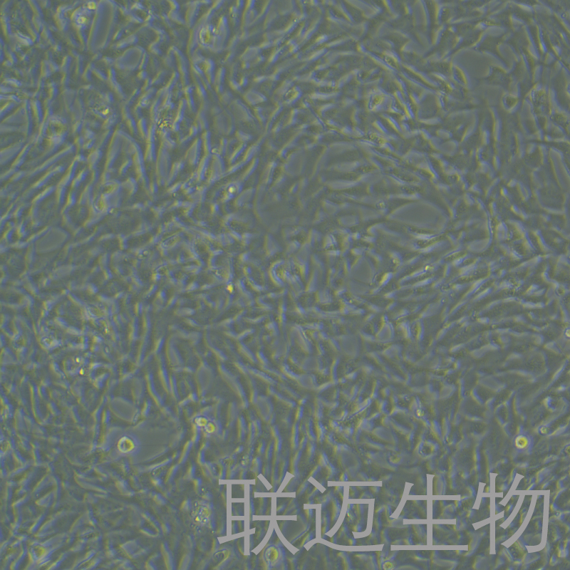 MOVAS细胞（小鼠主动脉平滑肌细胞）LM8C0935