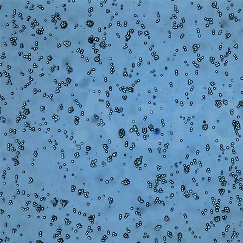 HEK293细胞培养试剂/培养基