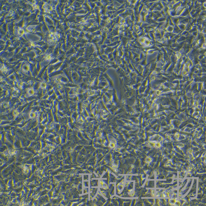 SCC7细胞（小鼠鳞状细胞癌细胞）LM8C0913