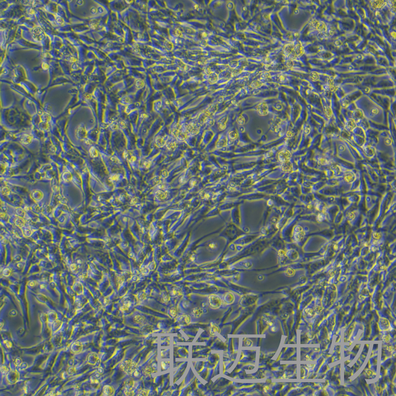 MBT-2细胞（小鼠膀胱癌细胞）LM8C0939