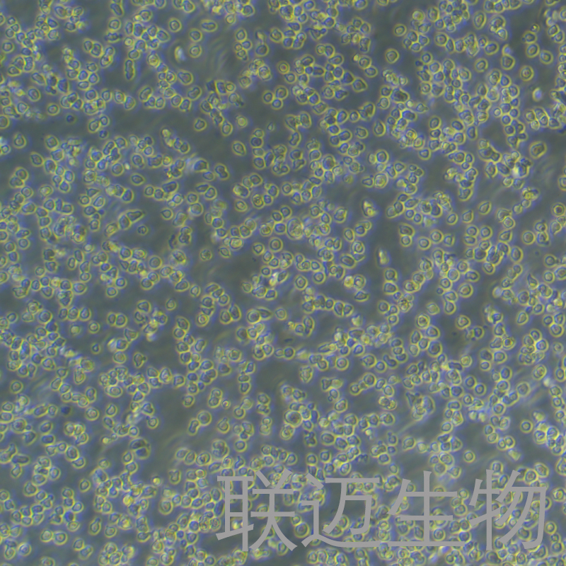 C1498细胞（小鼠白血病细胞）LM8C0953