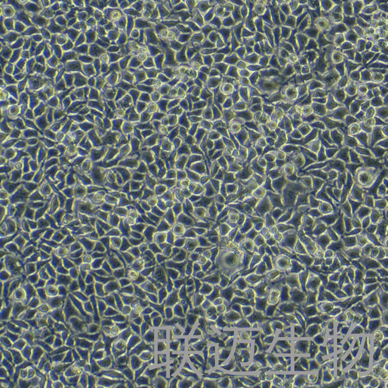 DRG细胞（大鼠背根神经节细胞）LM8C0926
