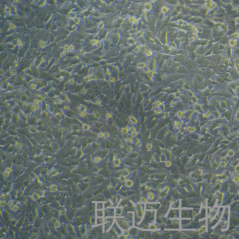 C17.2细胞（小鼠神经干细胞）LM8C0952