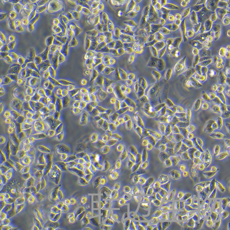 R2C细胞（大鼠睾丸间质细胞）LM8C0951