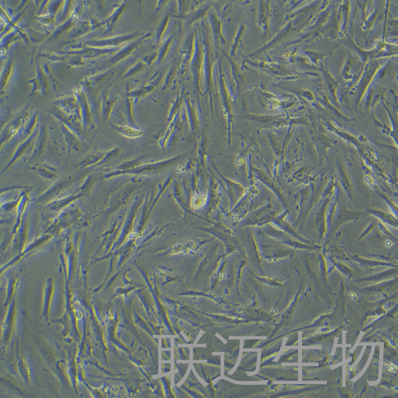 CCD841 CON细胞（正常结肠上皮细胞）LM8C0947
