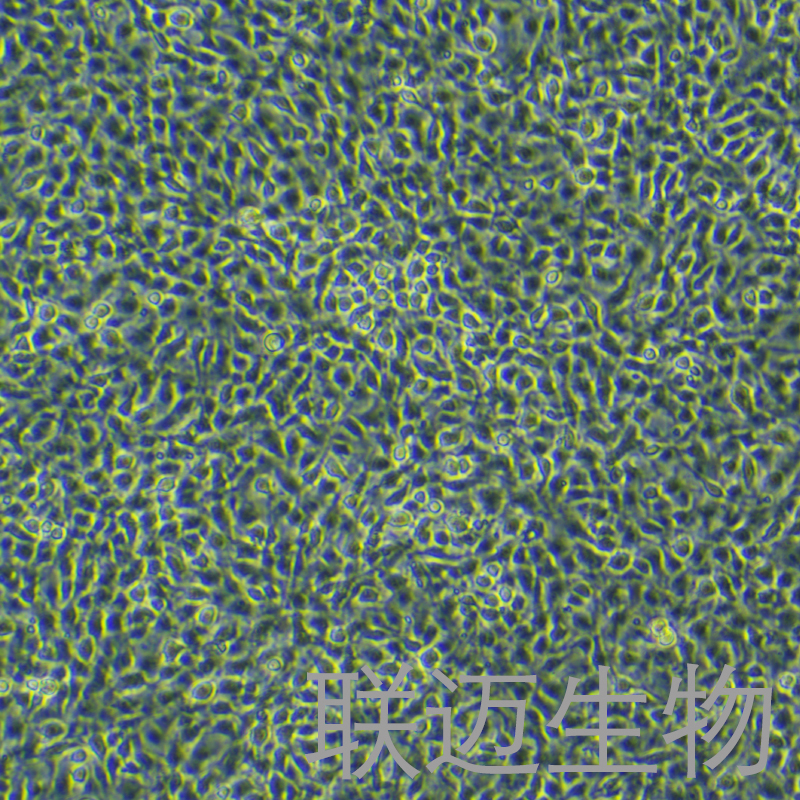 OLN-93细胞（大鼠少突胶质前体细胞系）LM8C0946