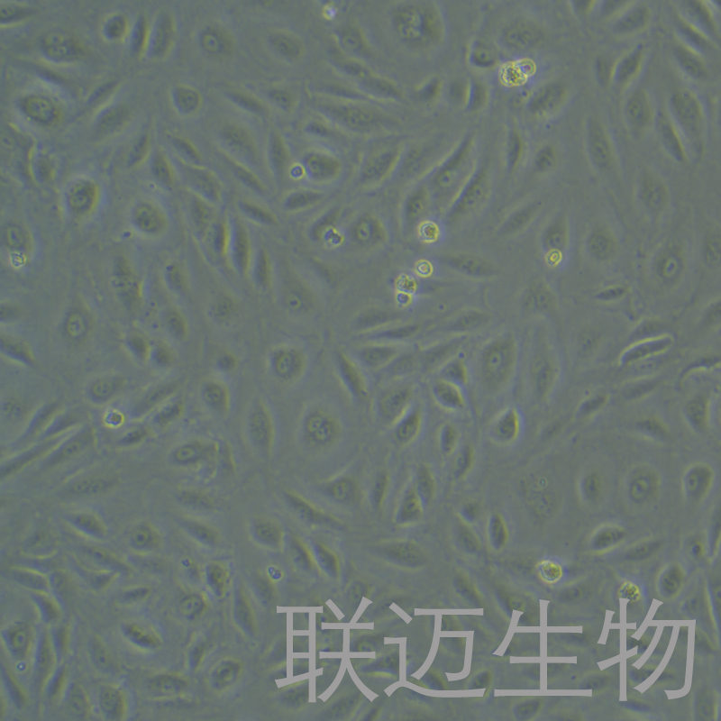 HRGEC细胞（肾小球内皮细胞）LM8C0945