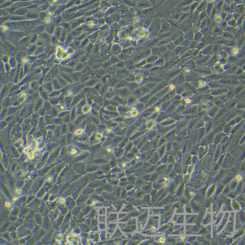 HBMEC细胞（脑微血管内皮细胞）LM8C0965