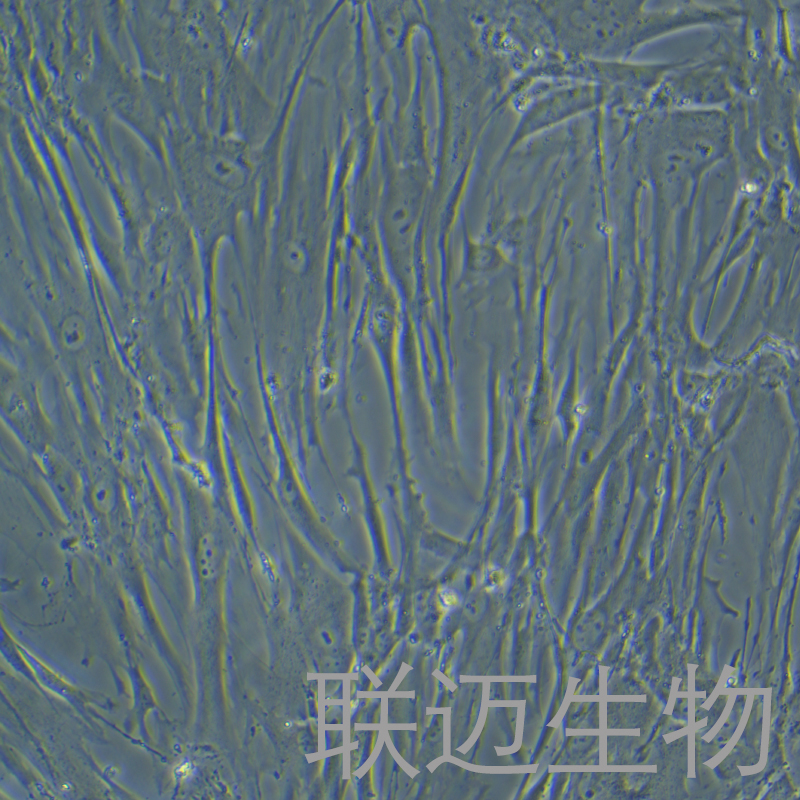 2BS细胞（胚肺二倍体细胞）LM8C0964