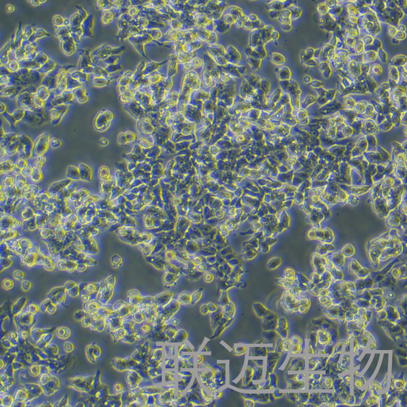 LS1034细胞（结肠腺癌细胞）LM8C0973